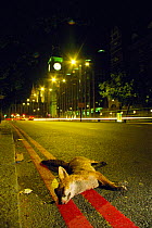 Urban Red fox {Vulpes vulpes} dead on road, killed by car, near Big Ben, London, UK
