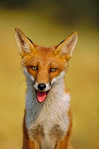 Young female urban Red fox portrait {Vulpes vulpes} London, UK