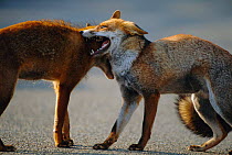 Two dominant male urban Red foxes fighting on road {Vulpes vulpes} London, UK