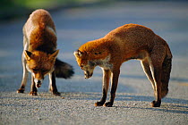 Resident female urban Red fox (foreground) repelling intruder male {Vulpes vulpes} London, UK