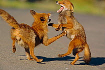 Resident female urban Red fox repelling intruder male {Vulpes vulpes} London, UK