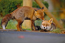 Male urban Red fox grooms female {Vulpes vulpes} London, UK