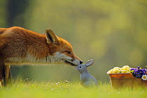 Male urban Red fox sniffing garden rabbit ornament {Vulpes vulpes} London, UK