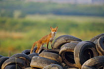 Male urban Red fox on tyre dump {Vulpes vulpes} London, UK