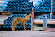 Urban Red fox in scaffold yard {Vulpes vulpes} London, UK