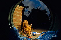 Mangy urban Red fox feeding on rubbish from bin {Vulpes vulpes} London, UK