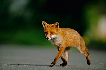 Female urban Red fox walking along road {Vulpes vulpes} London, UK