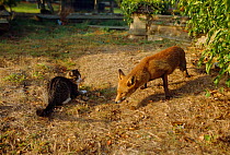 Urban Red fox {Vulpes vulpes} and domestic cat in church graveyard, London, UK