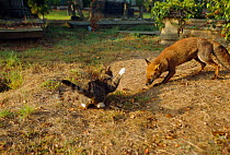 Urban Red fox {Vulpes vulpes} + angry domestic cat in church graveyard, London, UK