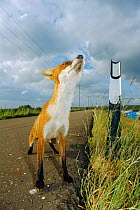 Urban Red fox sniffing the air {Vulpes vulpes} London, UK