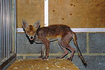 Urban Red fox suffering from acute mange {Vulpes vulpes} Rehabilitation centre, London, UK