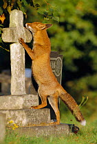 Urban Red fox in church graveyard {Vulpes vulpes} London, UK