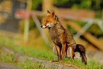 Urban Red fox defecating {Vulpes vulpes} London, UK