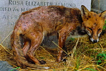 Urban Red fox suffering from acute mange {Vulpes vulpes} London, UK