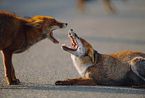 Two male urban Red foxes, mouths open,  one in submissive posture {Vulpes vulpes} London, UK
