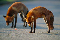Two male urban Red foxes, territorial posture at junction of territories {Vulpes vulpes} London, UK