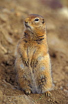 Parry's / Arctic ground squirrel {Spermophilus parryii} Alaska, USA