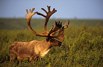Reindeer / Caribou {Rangifer tarandus} male in velvet, Alaska, USA
