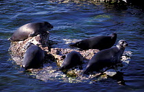 Baikal seals hauled out on rock {Pusa sibirica} Lake Baikal, Siberia, Russia
