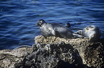 Baikal seals {Pusa sibirica} hauled out on rock beside Lake Baikal, Siberia, Russia