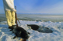 Hunter with dead Baikal seal {Pusa sibirica} beside ice hole, Lake Baikal, Siberia, Russia