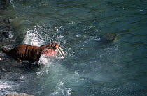 Walrus splashing into sea {Odobenus rosmarus} Round Is, Alaska, USA