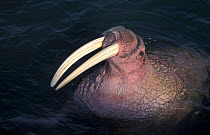 Walrus portrait {Odobenus rosmarus} Round Is, Alaska, USA