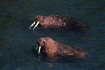 Two Walrus in sea {Odobenus rosmarus} Round Is, Alaska, USA