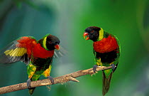 Two Rainbow lorikeets {Trichoglossus haematodus mitchelii} occurs Indonesia