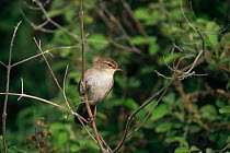 Cetti's warbler {Cettia cetti} perching on branch.