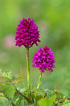 Pyrimidal orchid {Anacamptis pyramidalis}. Ainsdale sand dunes NNR, Lancashire, UK.
