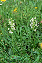 Greater butterfly orchid {Platanthera chlorantha} in grass meadow, Derbyshire.
