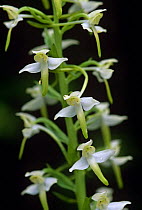 Lesser butterfly orchid {Platanthera bifolia} South England, June.