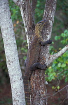 Komodo dragon climbing tree {Varanus komodoensis} Komodo Is, Indonesia
