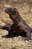 Komodo dragon, male {Varanus komodoensis} Komodo Is, Indonesi