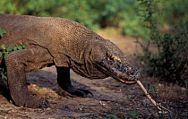 Komodo dragon, male with tongue extended {Varanus komodoensis} Komodo Is, Indonesia