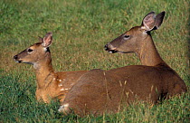 Whitetail deer mother + fawn {Odocoileus virginianus} Anticosti Is, Quebec, Canada