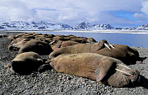 Walruses {Odobenus rosmarus} on haul out, Svalbard, Spitzbergen, Norway