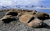 Walruses hauled out {Odobenus rosmarus} Svalbard, Spitzbergen, Norway
