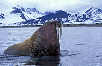 Walrus in sea {Odobenus rosmarus} Svalbard, Spitzbergen, Norway
