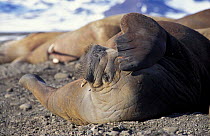 Walrus {Odobenus rosmarus} on haul out, scratching face, Svalbard, Spitzbergen, Norway
