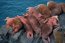 Walruses hauled out on rock {Odobenus rosmarus} Round Is, Alaska, USA