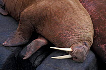 Walrus hauled out on rock {Odobenus rosmarus} Round Is, Alaska, USA