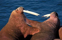 Two Walrus {Odobenus rosmarus} fighting, Round Is, Alaska, USA