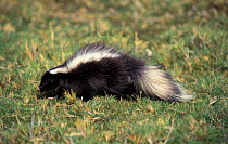 Hog nosed skunk {Conepates humboldtii} Patagonia, Argentina