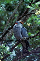 Topknot pigeon {Lopholaimus antarcticus} Australia