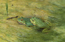 Western marsh frog pair amplexus {Rana perezi} Spain
