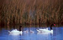 Black necked swans with cygnets {Cygnus melancoryphus} Argentina