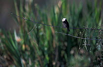 White headed marsh tyrant {Arundinicola leucocephala} Ibera marshes, Argentina
