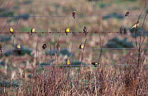 Grassland yellow finches on wire fence {Sicalis luteola} Argentina